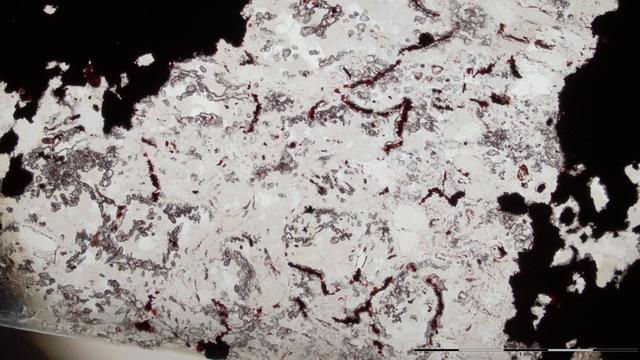 Une image de microfossiles découverts au Québec. [AFP - Matt Dodd / NATURE PUBLISHING GROUP]
