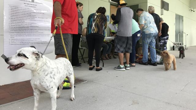 En Floride, des abris d’urgence accueillent des dizaines de chiens et chats afin d'inciter les gens à quitter leur maison. [RTS - Raphaël Grand]