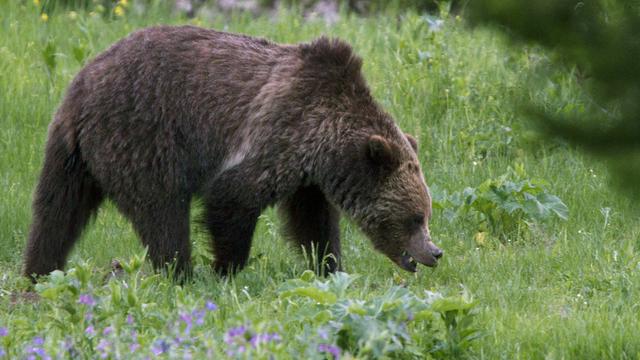 Un ours grizzly photographié en 2011 dans le parc national de Yellowstone, dans le Wyoming. [Jim Urquhart]