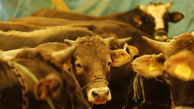 Les vaches hollandaises vont-elles être expulsées de Turquie? [Reutres - Umit Bektas]