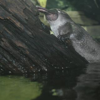 Ornithorynque. [Leemage / AFP - D. Barrault]