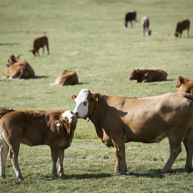 L’inscription de la sécurité alimentaire dans la Constitution fédérale est soumise à votation le 24 septembre. [Keystone - Gian Ehrenzeller]