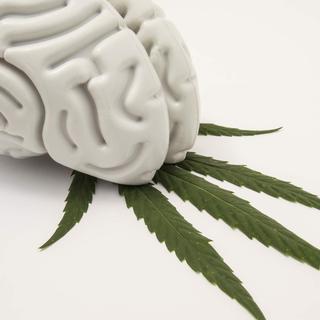 La consommation régulière de cannabis a des effets néfastes sur les cerveau des ados.
shidlovski
Fotolia [Fotolia - shidlovski]