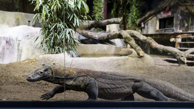 Un dragon de Komodo à Aquatis, à Lausanne. [Keystone - Jean-Christophe Bott]