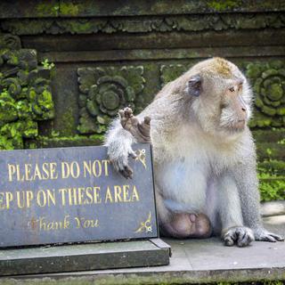 Certains macaques de Bali aiment jouer les hors la loi.
trubavink
Fotolia [Fotolia - trubavink]