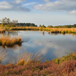 Les tourbières s'adaptent bien au changement climatique. 
Rebel
Fotolia [Rebel]