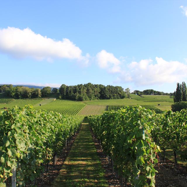 Des vignes dans le canton de Neuchâtel. [Flickr, CC BY-NC-ND 2.0 - Gaël Monnerat]