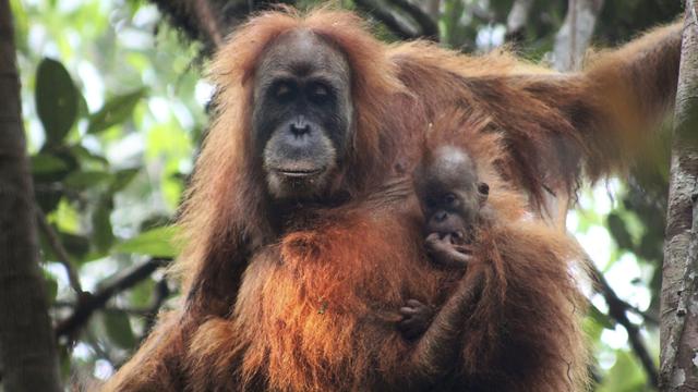 Un spécimen et son petit de la nouvelle espèce d'orang-outan découverte. [Sumatran Orangutan Conservation Programme - AP - Keystone - James Askew]