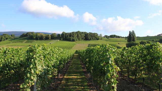 Des vignes dans le canton de Neuchâtel. [Flickr, CC BY-NC-ND 2.0 - Gaël Monnerat]