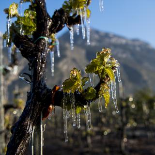 Plusieurs jours de gel en avril ont provoqué des dégâts au vignoble valaisan. [KEYSTONE - Jean-Christophe Bott]