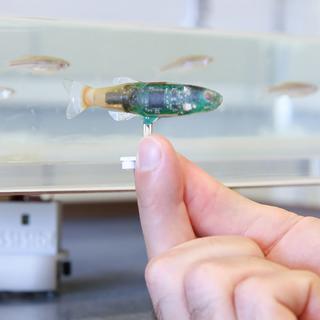 Des chercheurs de l’EPFL ont conçu un robot miniature capable de s’immiscer dans des groupes de poissons zèbres.
Alain Herzog
EPFL [EPFL - Alain Herzog]