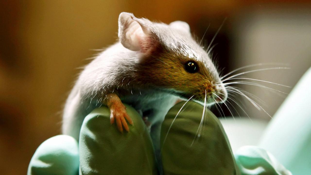 Une souris utilisée dans un laboratoire pratiquant l'expérimentation animale. [AP Photo/Keystone - Robert F. Bukaty]