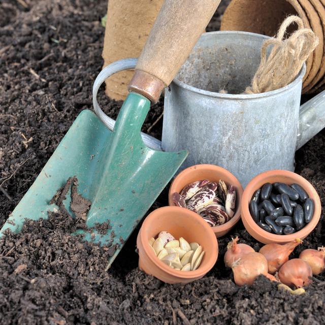 Les grainothèques ont pour objectif de cultiver la biodiversité et de favoriser la vitalité génétique des variétés.
coco
Fotolia [coco]