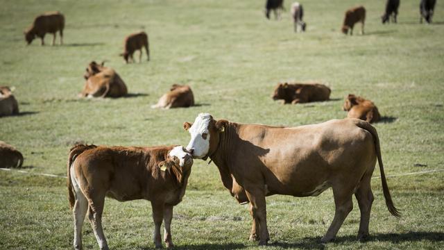 Les Chambres soutiennent un contre-projet au texte sur la sécurité alimentaire. [Keystone - Gian Ehrenzeller]