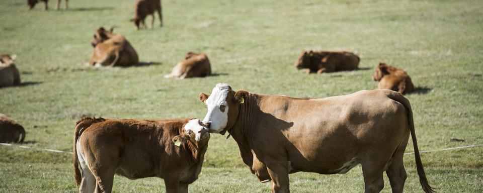 Les Chambres soutiennent un contre-projet au texte sur la sécurité alimentaire. [Keystone - Gian Ehrenzeller]