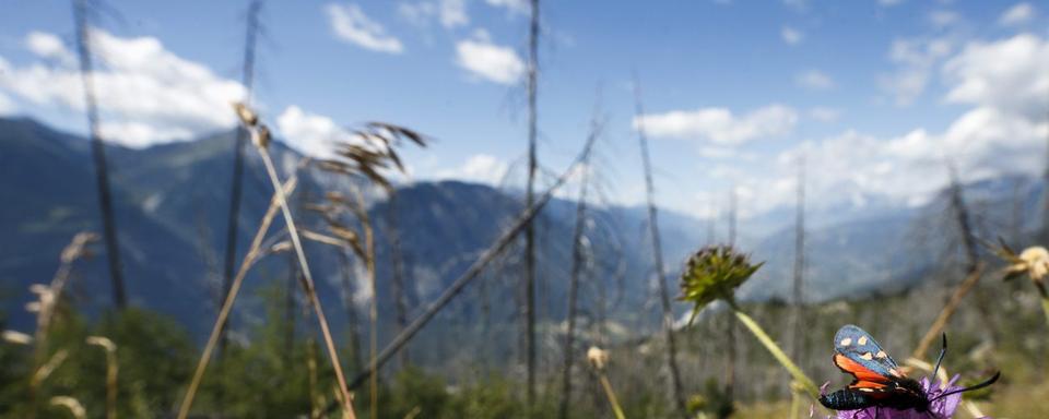 Un papillon se pose sur une fleur dans une forêt de Loèche-les-Bains. [Keystone - Valentin Flauraud]