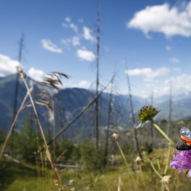 Un papillon se pose sur une fleur dans une forêt de Loèche-les-Bains. [Keystone - Valentin Flauraud]