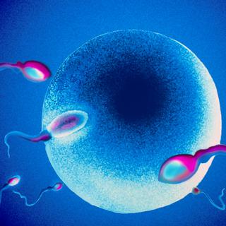 Un spermatozoïde fécondant un ovule. Image d'illustration. [AFP - VEM / BSIP]