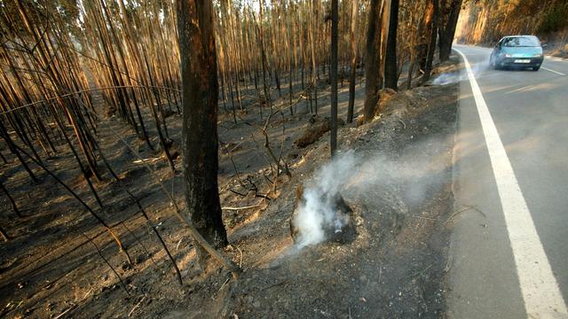 Très inflammable, l'eucalyptus est pointé du doigt dans les incendies au Portugal. [AP/Keystone - Sergio Azenha]