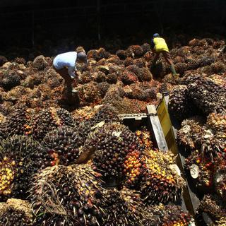 La production d'huile de palme entraîne déplacements de populations et destruction de forêts, selon les ONG Pain pour le Prochain et Action de Carême. [AP/Keystone - Tatan Syuflana]