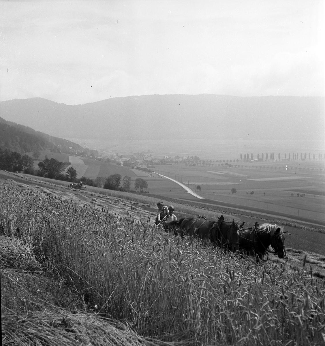 Paysans fauchant près de Chézard-St-Martin, 1943. [DAV, Fonds Max Chiffelle]