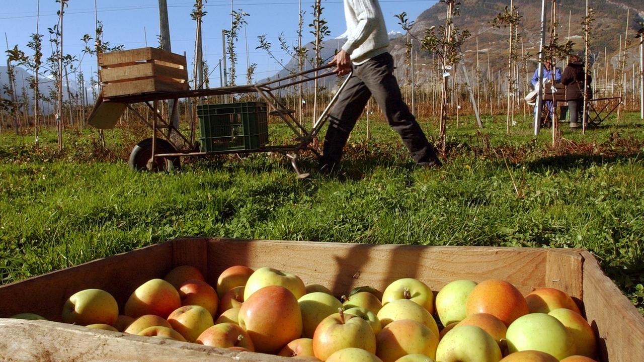 Un employé cueille des pommes en Valais. [Keystone - Andree-Noelle Pot]