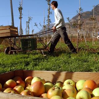 Un employé cueille des pommes en Valais. [Keystone - Andree-Noelle Pot]