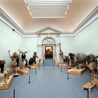 Animaux naturalisés dans une salle du Musée cantonal de zoologie de Lausanne. [Wikimedia Commons - Sailko]