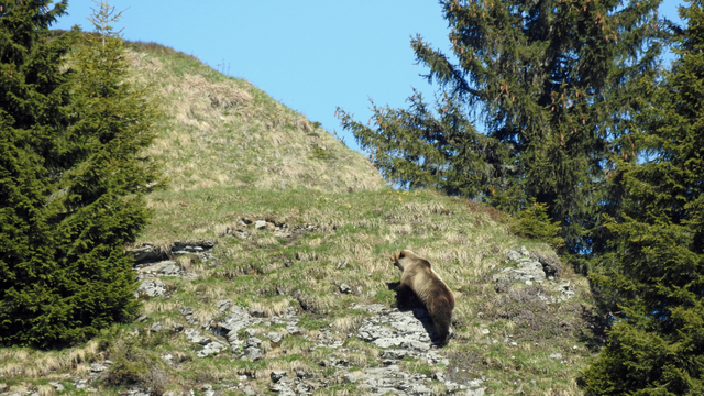 La photo de l'ours aperçu à Eriz, dans le canton de Berne. [Inspectorat de la chasse du canton de Berne]