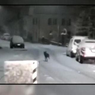Le loup a été filmé par un automobiliste dans les rues de Bulle. [RTS]