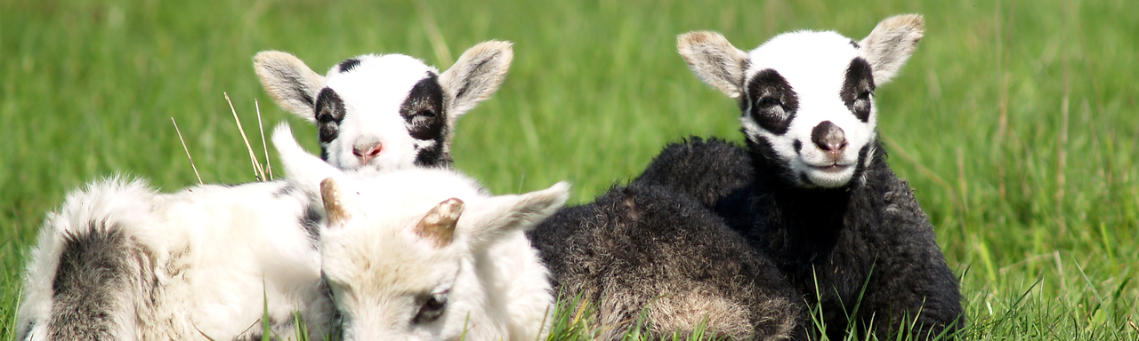 Trois petits agneaux. [Fotolia - Henning Bultmann]