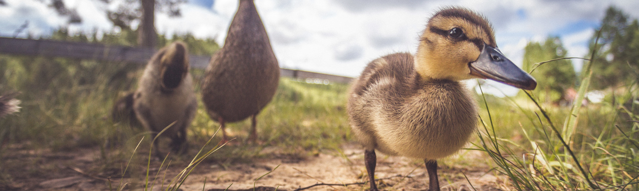 Une famille de canards. [Fotolia - Annieze]