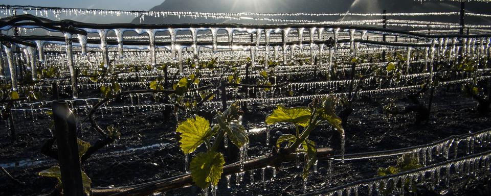 De l'eau projetée sur une vigne à Saxon pour la protéger du froid le 20 avril 2017. [keystone - Jean-Christophe Bott]