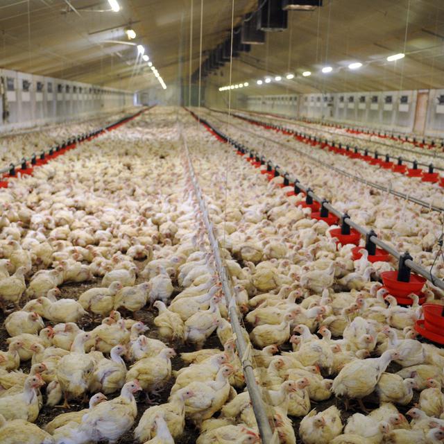 Des poules en batteries dans une ferme en France. [AFP - Fred Tanneau]