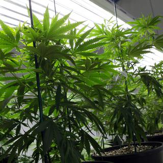 Des plants de cannabis. [Keystone - AP Photo/Ed Andrieski]