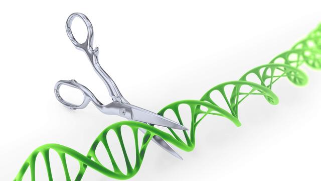 Le CRISPR-CAS9 est un outil de biotechnologie comparé à une paire de "ciseaux génétiques".
Mopic
Fotolia [Fotolia - Mopic]