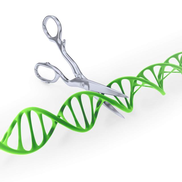 Le CRISPR-CAS9 est un outil de biotechnologie comparé à une paire de "ciseaux génétiques".
Mopic
Fotolia [Fotolia - Mopic]