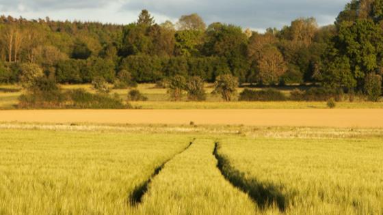 Un champ de blé [Fotolia - auryndrikson]