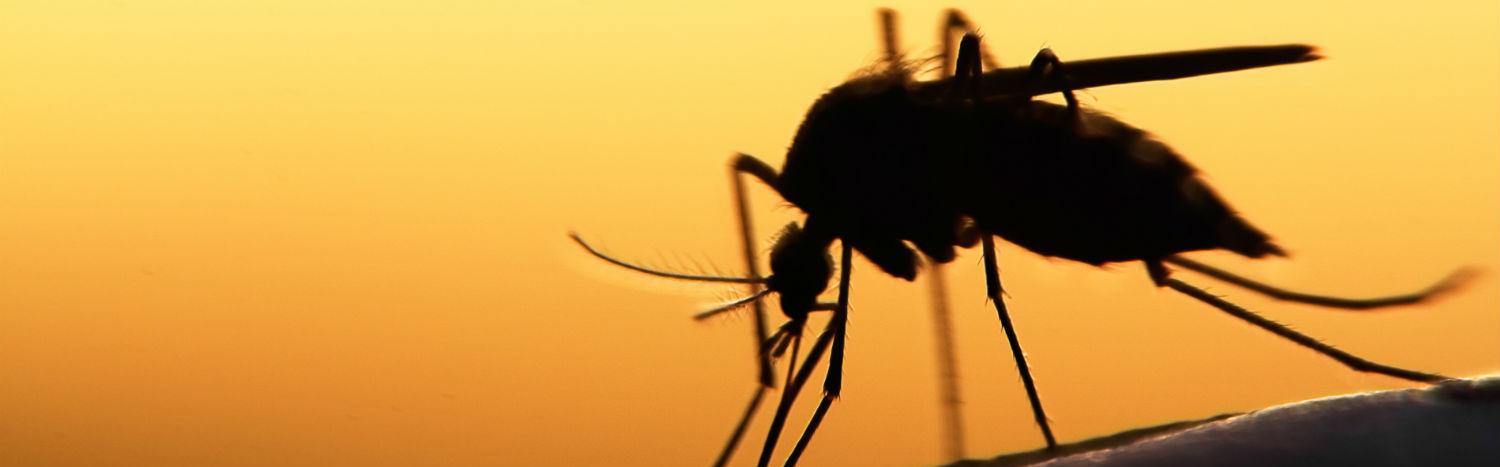 le dossier sur les maladies et insectes de RTS Découverte [Fotolia - © mycteria]