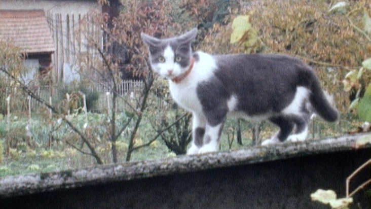 Chat se promenant sur un mur. [RTS]