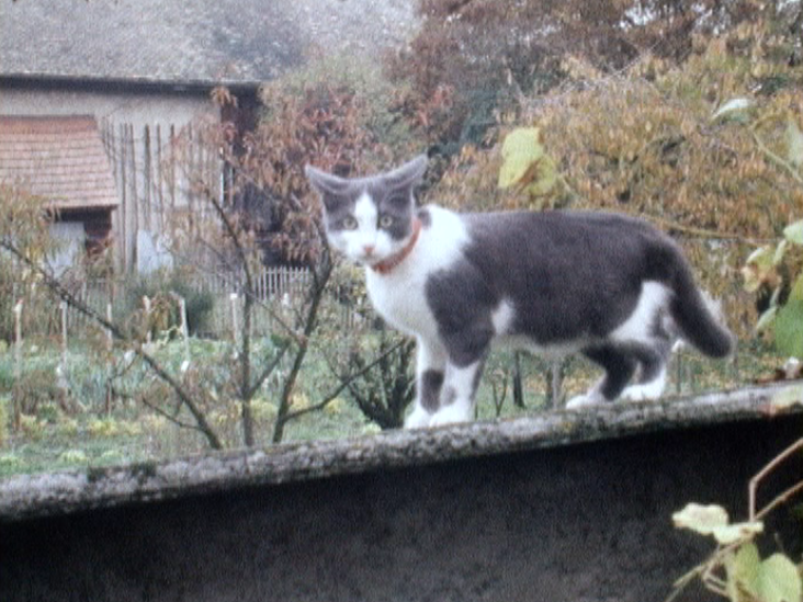 Chat se promenant sur un mur. [RTS]