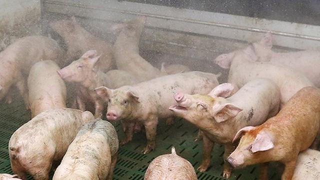 L'élevage de porcs et ses conséquences dans nos assiettes est mis en question également dans le canton de Vaud (photo prétexte). [EPA/Yonhap/Keystone]