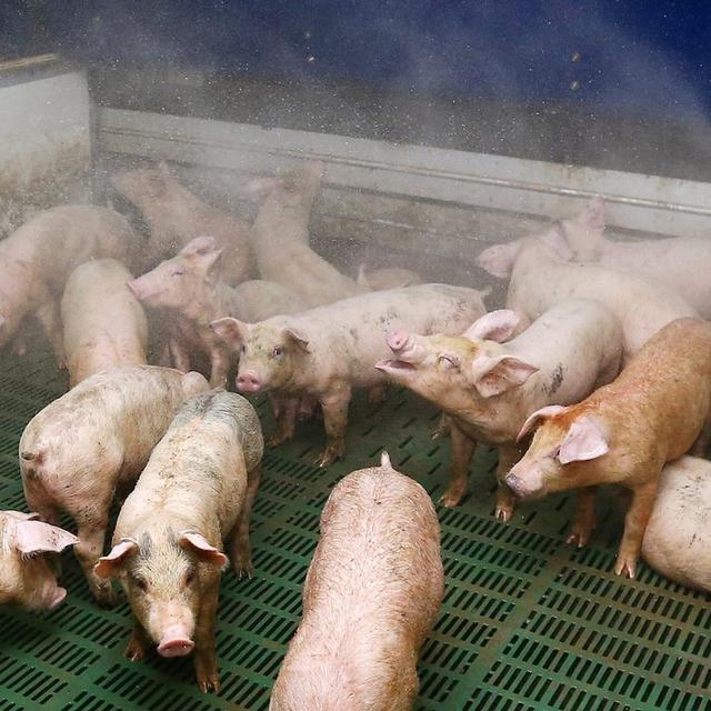 L'élevage de porcs et ses conséquences dans nos assiettes est mis en question également dans le canton de Vaud (photo prétexte). [EPA/Yonhap/Keystone]