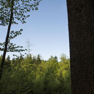La forêt des bois du Jorat (VD). [Keystone - Jean-Christophe Bott]