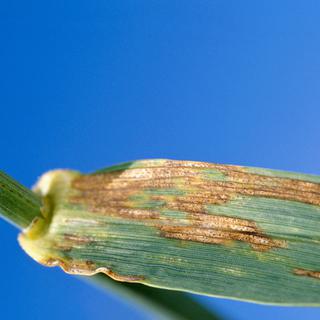La septoriose attaque les feuilles du blé.
Claudius Thiriet/Biosphoto
AFP [AFP - Claudius Thiriet/Biosphoto]