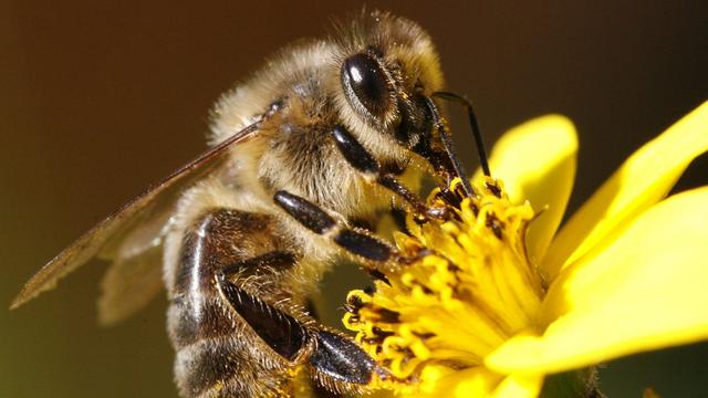 Les abeilles solitaires sur des toits végétalisés à Lausanne [Keystone - Steffen Schmidt]