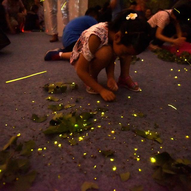 Toutes les occasions sont bonnes pour organiser des lâchers de lucioles en Chine. [Stringer/Imaginechina/AFP]