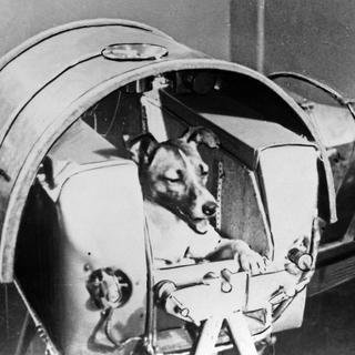 Laïka à bord de Spoutnik II, photographiée en novembre 1957. [Tass/AFP]