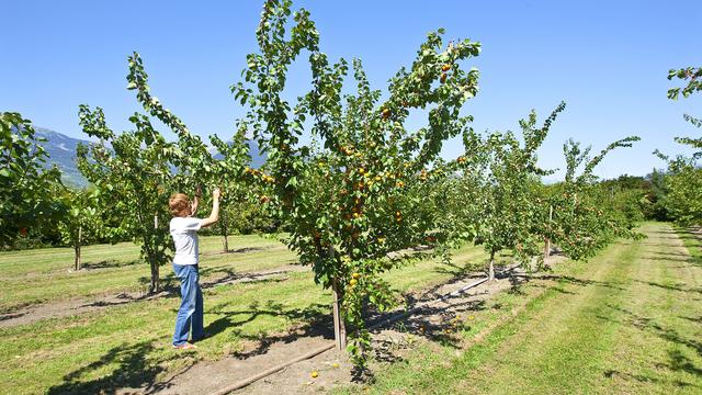 Un chercheur sur le site de Conthey (VS) de l'Agroscope, le centre de compétences de la Confédération pour la recherche agricole. [Keystone - Jean-Christophe Bott]