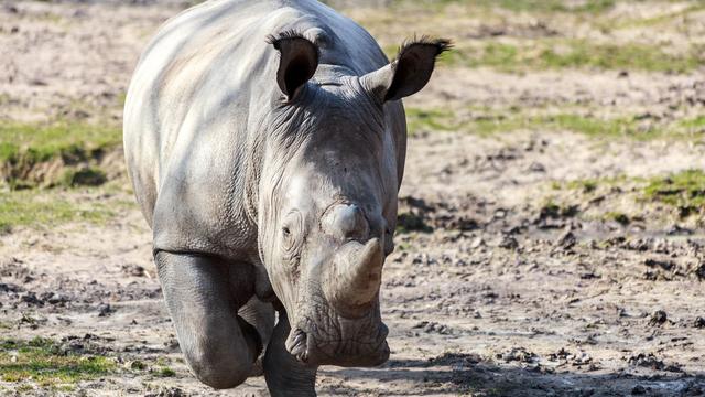 Un rhinocéros mâle de 5 ans a été abattu de trois balles dans la tête dans un zoo de Thoiry, en banlieue parisienne. [Domaine de Thoiry/AFP - Arthus Boutin]